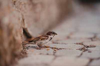 Close-up of bird perching