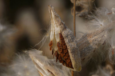 Close-up of dried plant