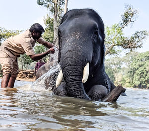 Full length of elephant in water