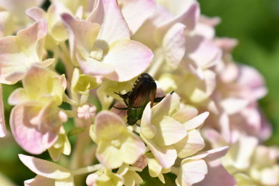 Close-up of bee pollinating on flower