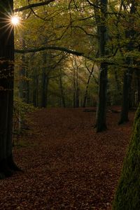 Trees in park during autumn