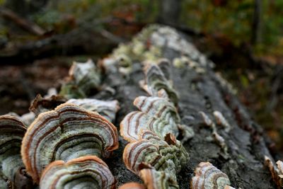 Close-up of mushrooms growing on tree trunk