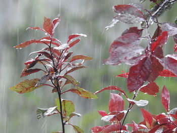 Close-up of plant with red leaves