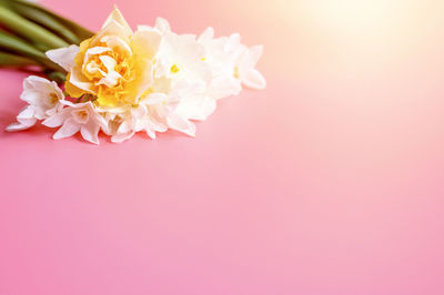 Close-up of pink flower against white background