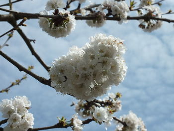 Close-up of flowers blooming on tree