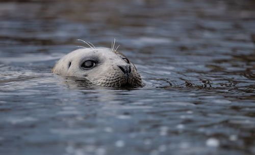 Seal in lake