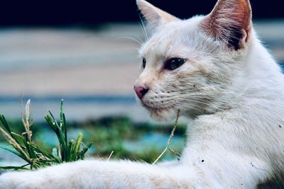 cat