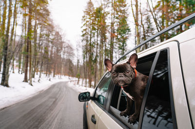 Portrait of french bulldog dog in car on winter forest road