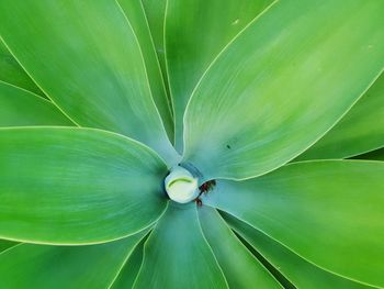 Full frame shot of green leaves