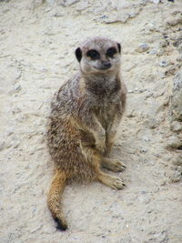 Portrait of meerkat sitting on sand