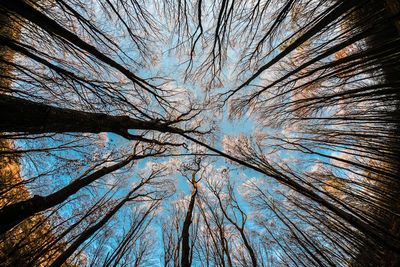 Low angle view of tree against sky