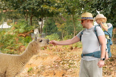 Caucasian man carrying baby in backpack, tourists visiting zoo or farm feeding alpaca,wild animal