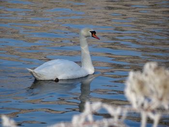 Swan swimming in lake