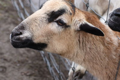 Close-up of a goat 