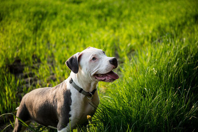 Dog looking away on grass