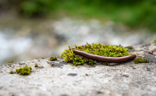 Close-up of centipede on rock