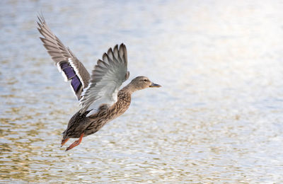 Seagull flying over lake