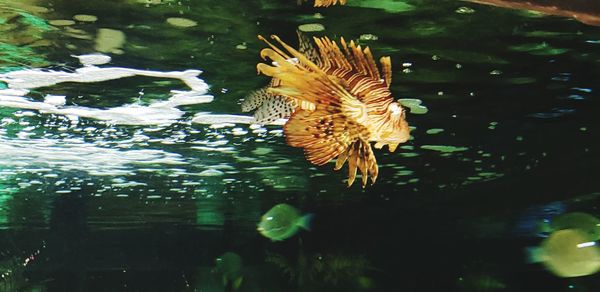 Close-up of fish swimming in sea