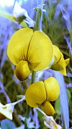 Close-up of yellow flowering plant