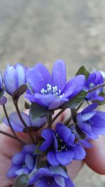 Close-up of flowers