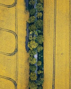 High angle view of yellow flowers on field