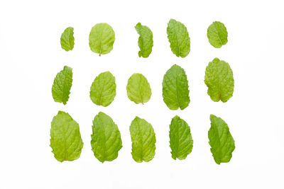 Close-up of leaves against white background