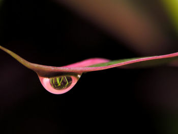 Extreme close-up of water drop on leaf