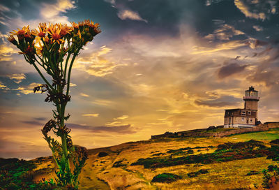 Scenic view of flowering plant against sky during sunset