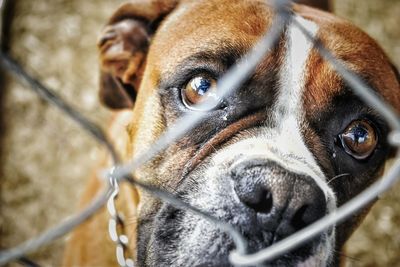 Close-up of dog looking at camera