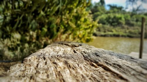 Close-up of wood on tree trunk