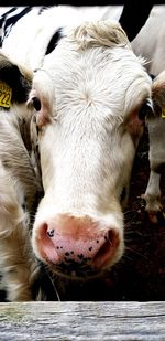 Close-up of cow