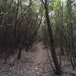 View of bamboo trees in forest