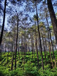 Low angle view of bamboo trees in forest