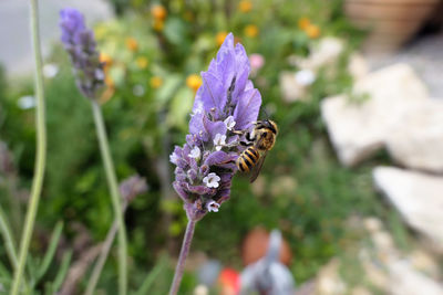 Close-up of bee pollinating on purple flower