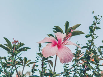 Close-up of pink hibiscus flower against sky