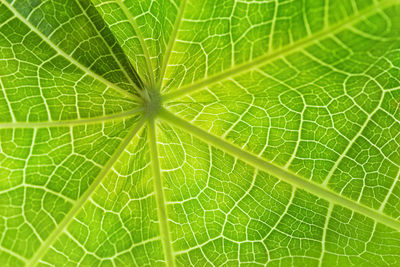 Close up of green leaf texture for pattern and background