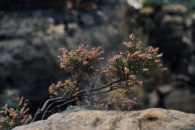 Close-up of flowering plant on rock