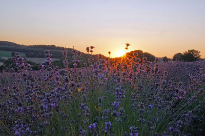 Purple flowering plants on field against sky during sunset