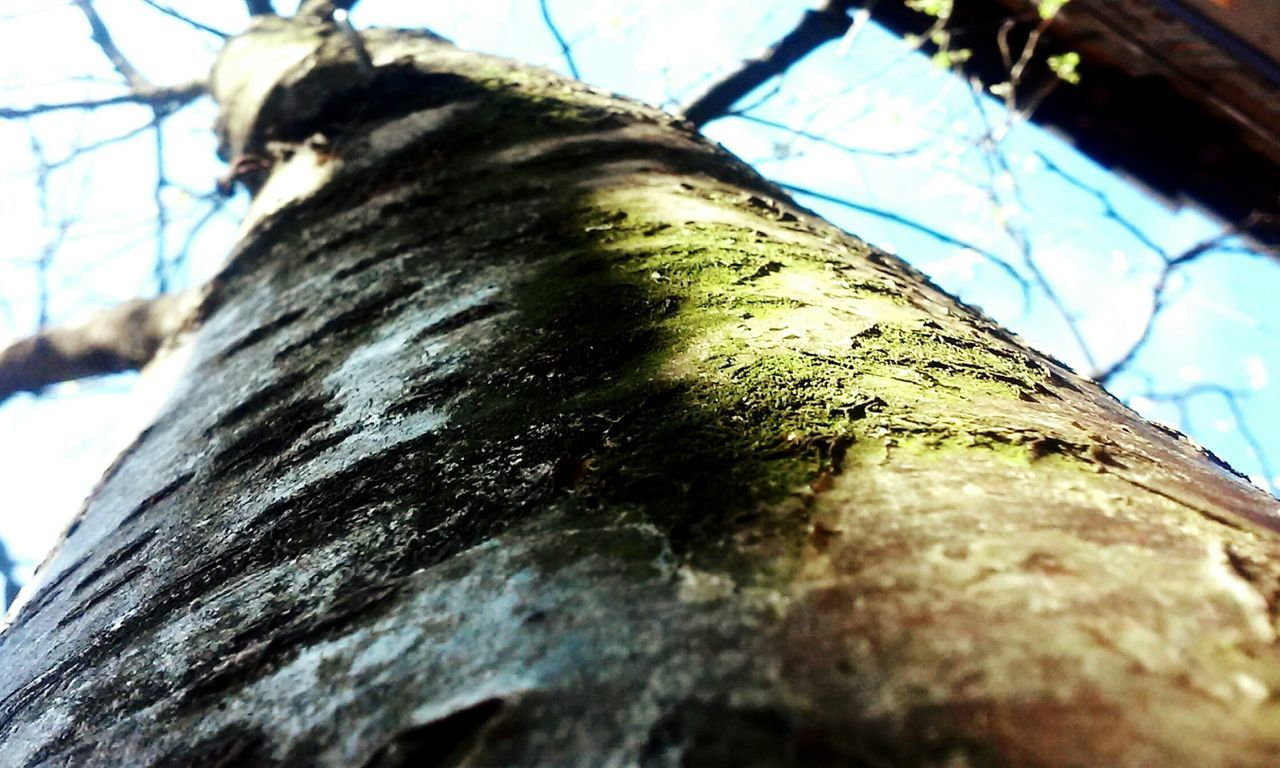 one animal, animal themes, low angle view, mammal, tree trunk, close-up, focus on foreground, day, tree, pets, selective focus, branch, wood - material, outdoors, domestic animals, sunlight, no people, nature, sky, wildlife