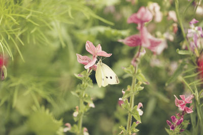 Butterfly on wildflower