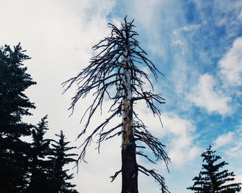 Low angle view of tree against sky