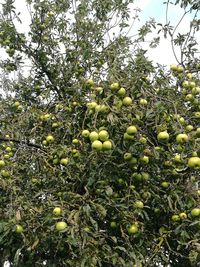 Low angle view of fruits on tree