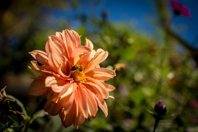 Close-up of orange flower in park