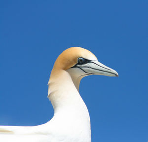 Close-up of swan against clear blue sky