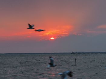 Silhouette birds flying over sea against sky during sunset