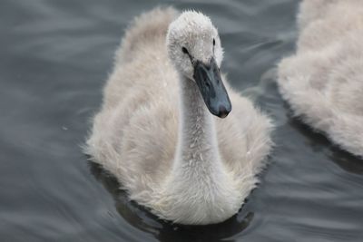 Close-up of cygnets swimming in lake
