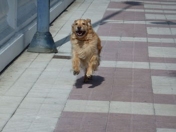 Dog on brick wall