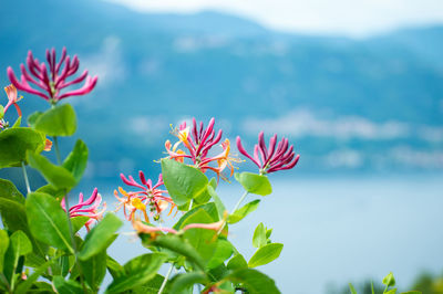 Honeysuckle flower close up with the orta lake in the background in italy