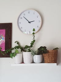 Potted plants in basket at home