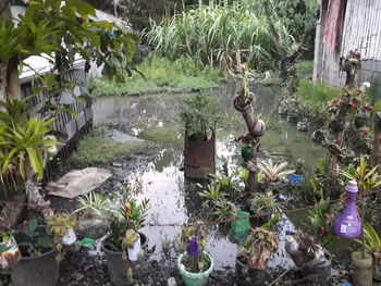 Plants growing in garden